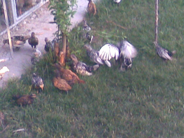 poze august 2012 066