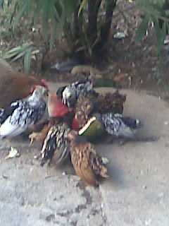 poze august 2012 071