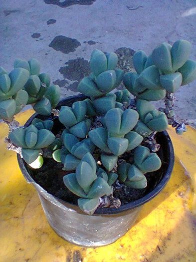 Fotogr.0045 - cactusi