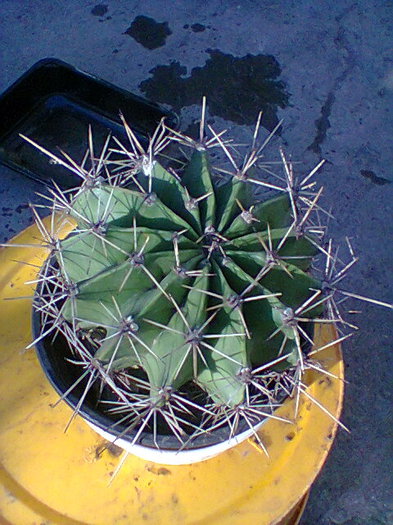 Fotogr.0044 - cactusi
