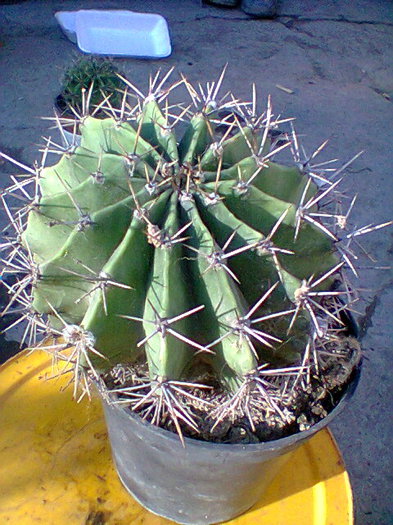 Fotogr.0043 - cactusi