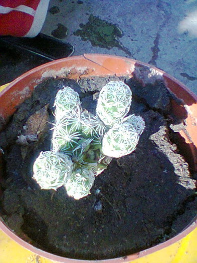 Fotogr.0041 - cactusi