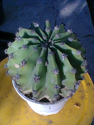 Fotogr.0036 - cactusi