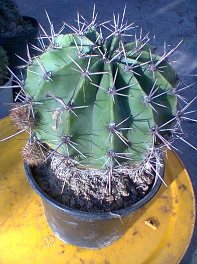 Fotogr.0035 - cactusi