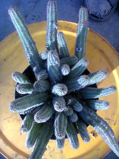 Fotogr.0034 - cactusi