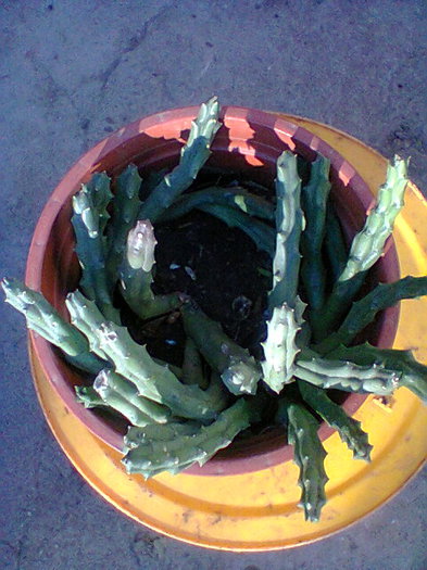 Fotogr.0033 - cactusi