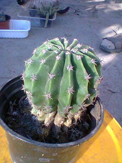 Fotogr.0032 - cactusi