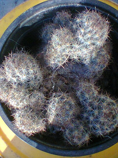 Fotogr.0031 - cactusi