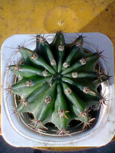 Fotogr.0027 - cactusi