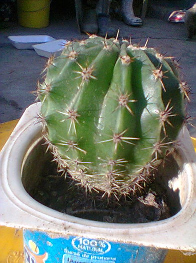 Fotogr.0026 - cactusi