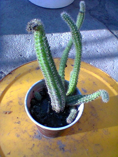 Fotogr.0014 - cactusi