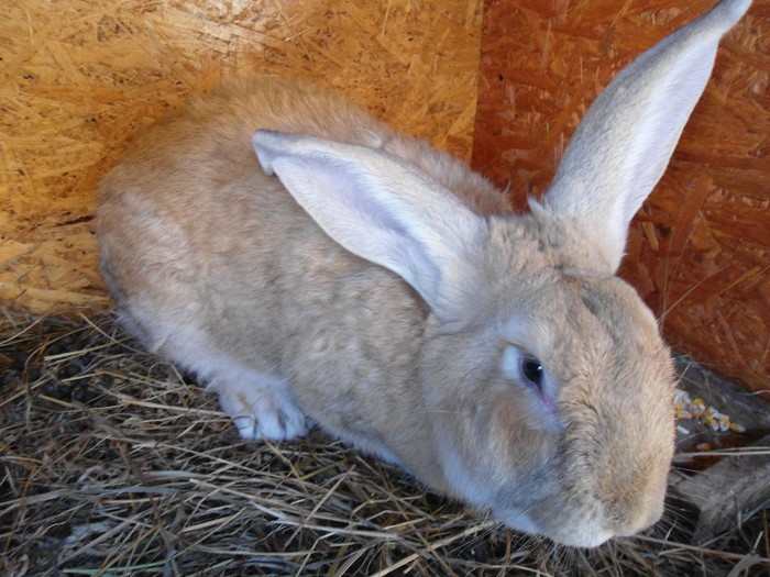 1 an - iepurii