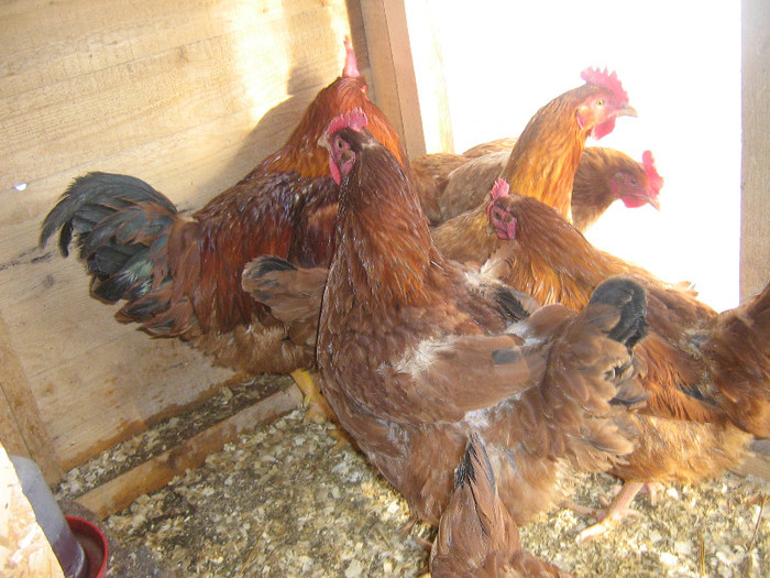 poze gaini 2013 ian 2 081