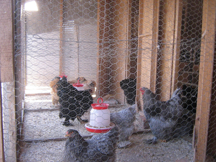 poze gaini 2013 ian 2 135