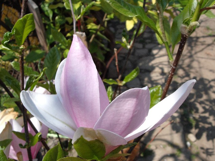 magnolie - primavara in gradina mea