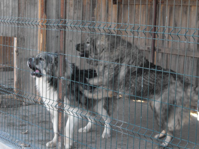 Rocky 1 an jumate si Rona 1 an - CAUCAZIAN FETITA