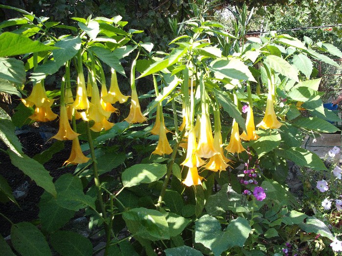 datura galbena