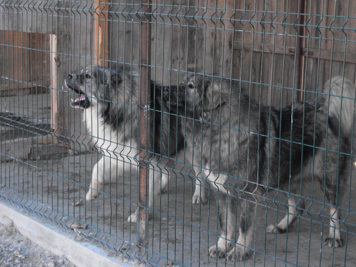 Rocky 1 an jumate si Rona 1 an - CAUCAZIAN FETITA