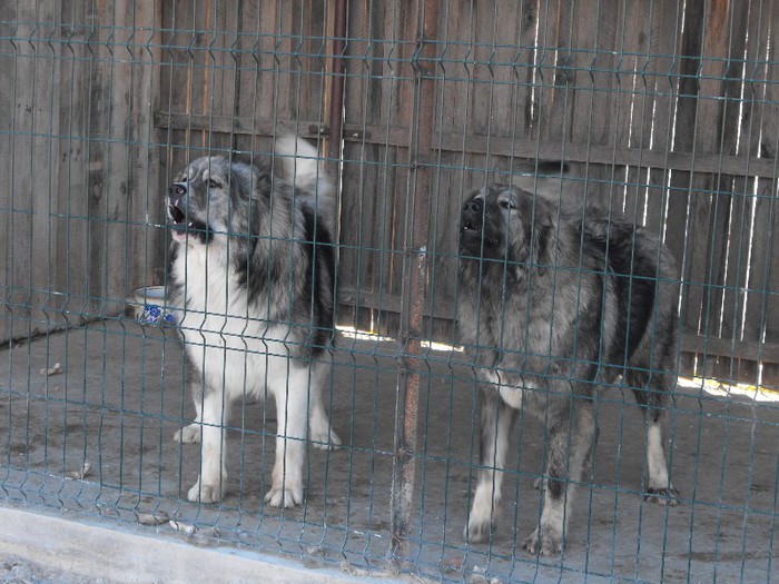 Rocky 1 an jumate si Rona 1 an - CAUCAZIAN FETITA