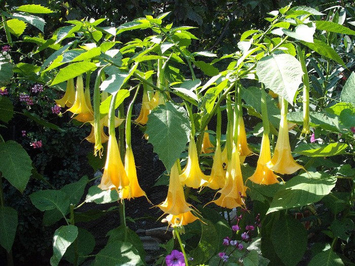 datura galbena