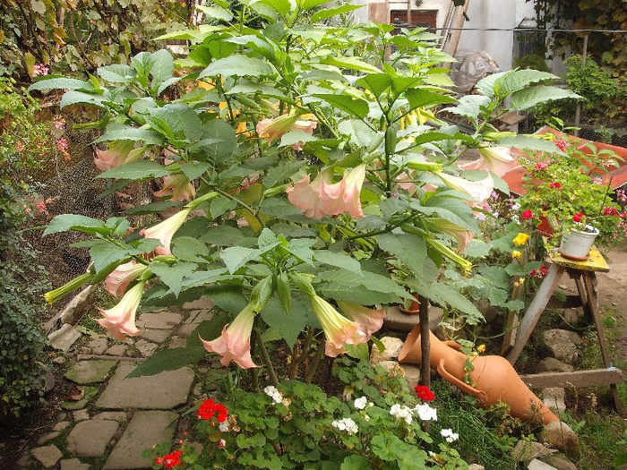 datura roz ( trompete) - vara in gradina mea