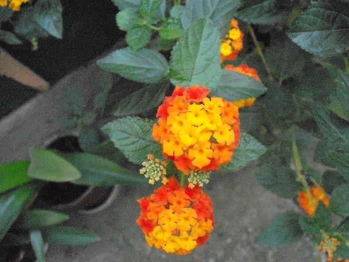 trandafir schimbator