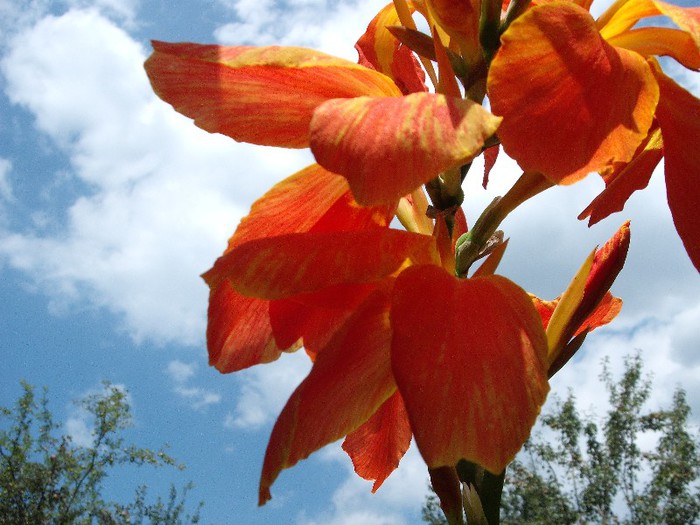 cana indica - vara in gradina mea