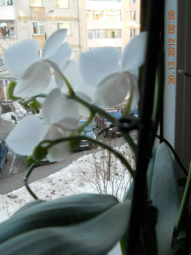 30.12.2012 014