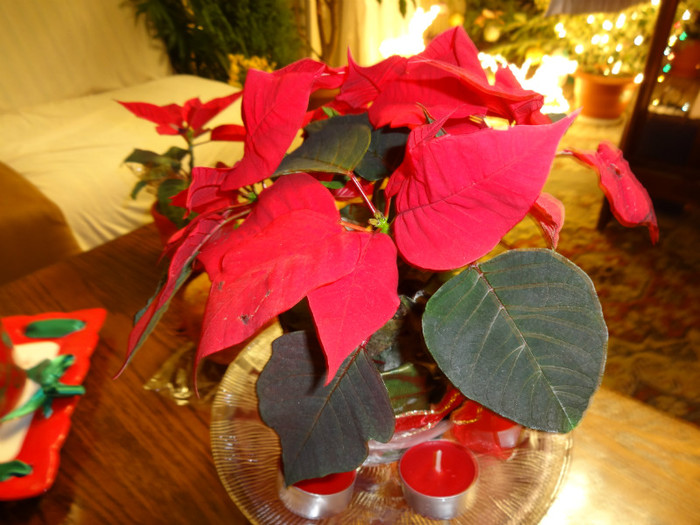 DSC00689 - Poinsettia