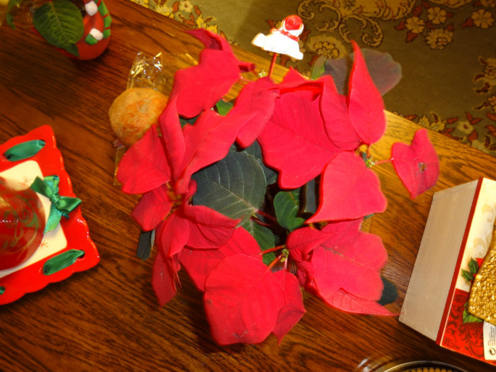 DSC00690 - Poinsettia