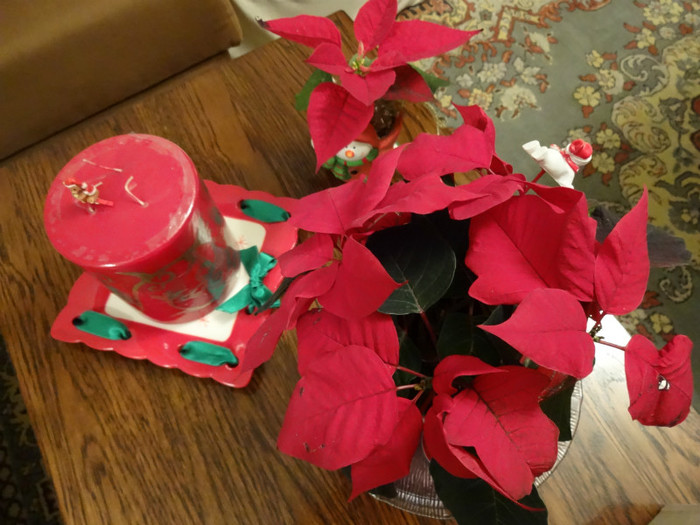 DSC00691 - Poinsettia