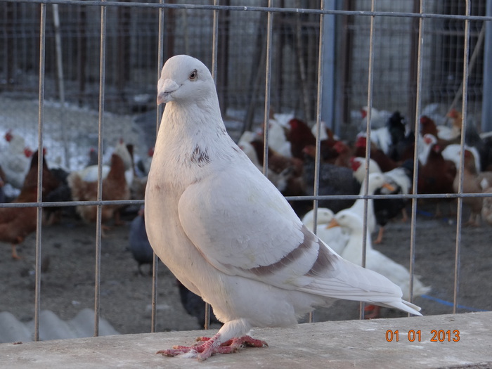 DSC01356