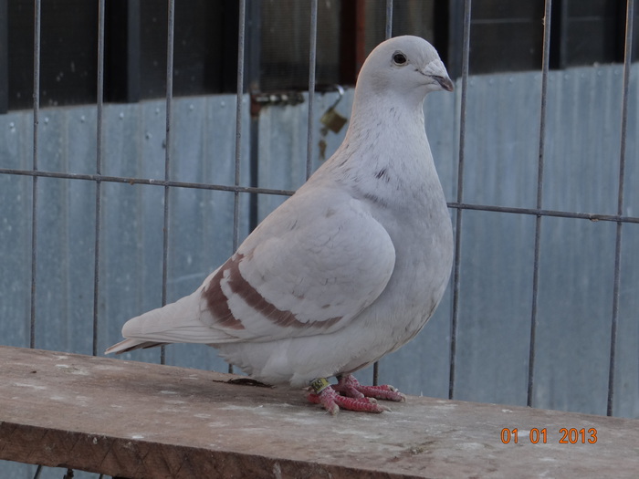 DSC01394