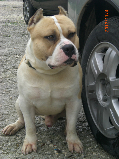 CIMG7066 - AMERICAN BULLY TYSON