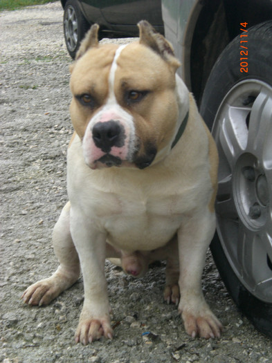 CIMG7067 - AMERICAN BULLY TYSON