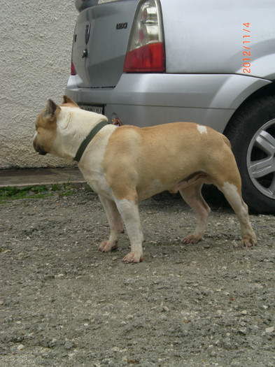 CIMG7070 - AMERICAN BULLY TYSON