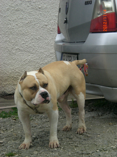 CIMG7075 - AMERICAN BULLY TYSON