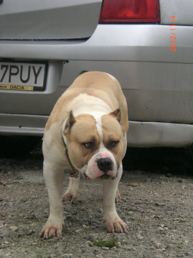 CIMG7079 - AMERICAN BULLY TYSON