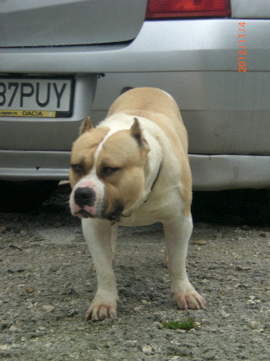 CIMG7081 - AMERICAN BULLY TYSON