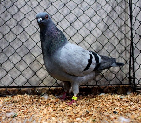 a klausenburgerblauer - i - Leipzig 2012 porumbei