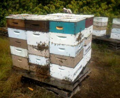 hives - Apicultura din Florida in imagini