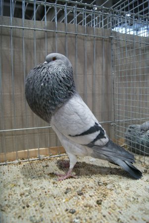 Schlesischer Kröpfer in blauschimmel - i - Leipzig 2012 porumbei