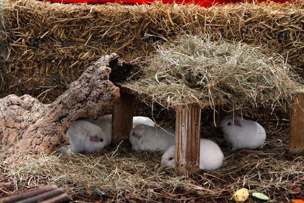 cavia freilauf