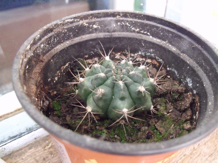 cactusi 001
