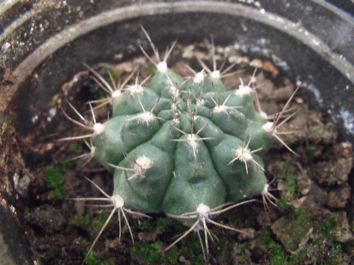 cactusi 002
