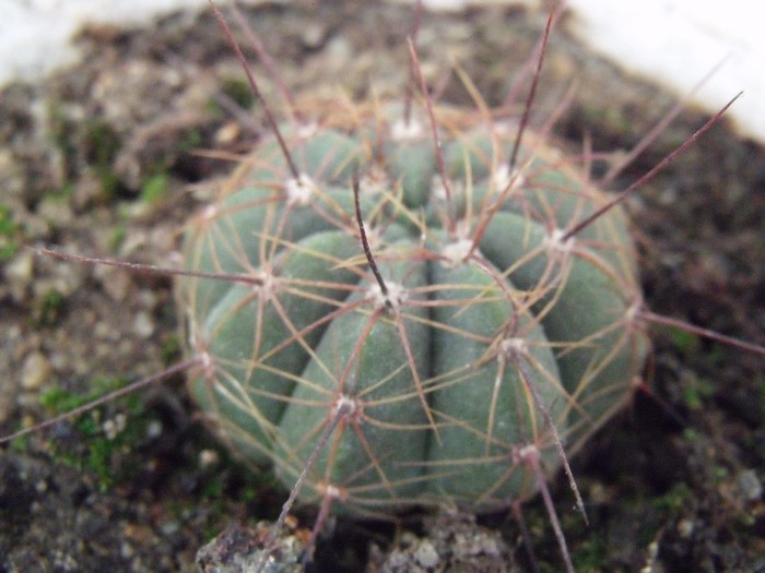 cactusi 003