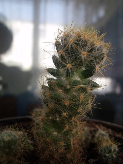 cactusi 011