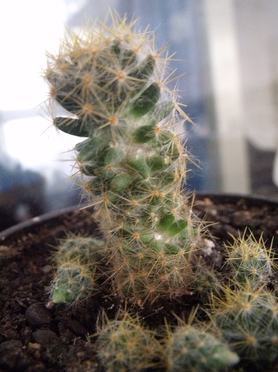 cactusi 012