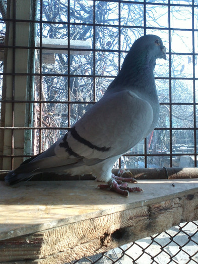 Copy of IMG740 - PORUMBEI