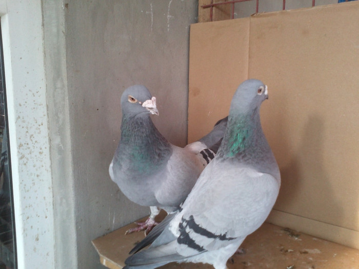 IMG841 - CUPLURI PT 2013